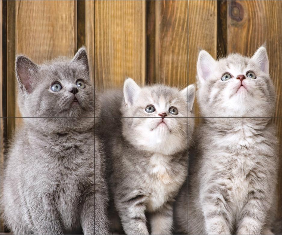 กระเบื้อง8x10 in. คิดแคท 8P/6P 